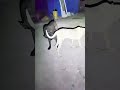 Dog Ability Training@ 32