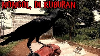 MEMANGGIL BURUNG GAGAK DI KUBURAN || BERHASIL‼️