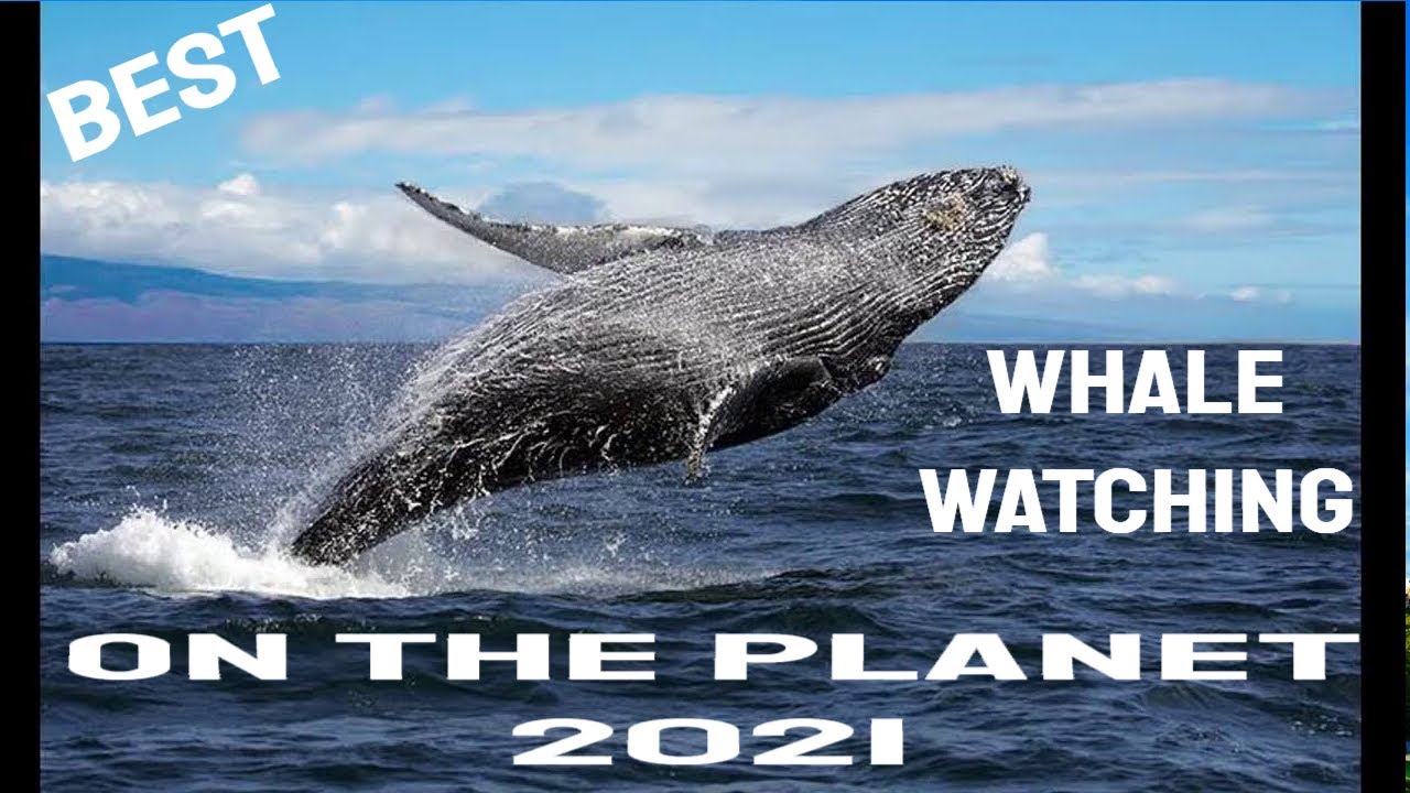 Best Whale Watching on Maui Epic Maui Whale Watching tours Maui Whale