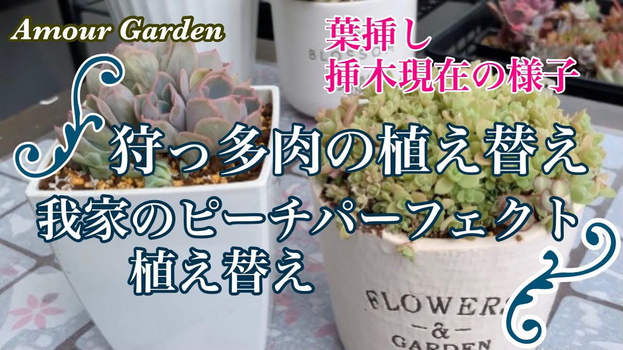 多肉植物】狩っ多肉の植え替えと我家のピーチパーフェクトの植え替え