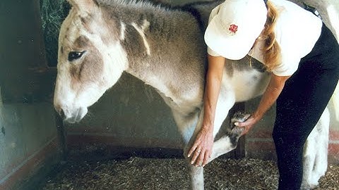 LTR Training Tip #1: Training Donkeys
