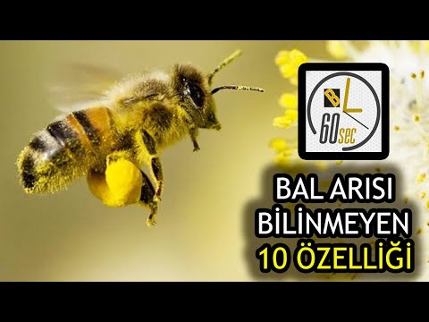 Arıların özellikleri, Arı Çeşitleri, Bal arıları özellikleri (10), dişi ...
