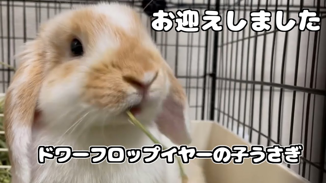 オカムラノリコさん　ロップイヤーウサギ 甘えん坊うさぎに懐かれた嫁が羨ましすぎるんだけど【ロップイヤー