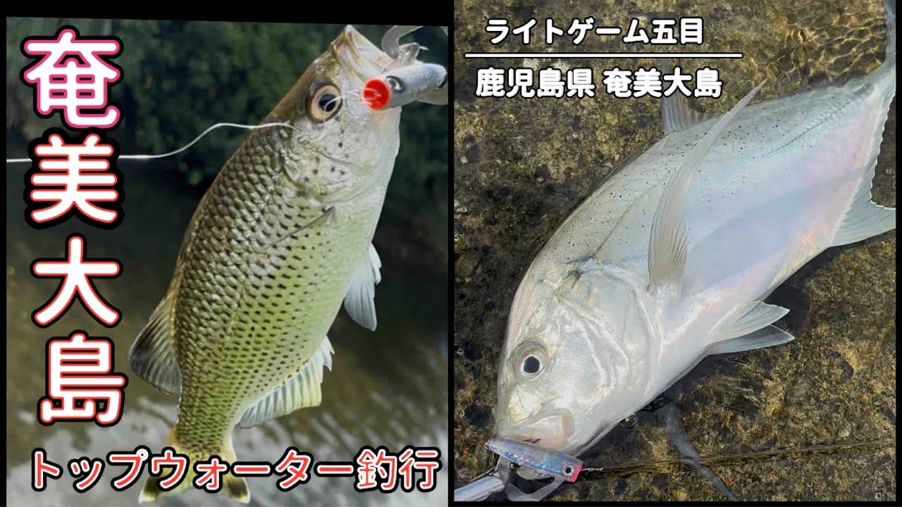 奄美大島 で デカメッキ/ジャングルパーチ/ライト五目 を堪能！