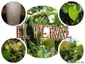 El Peral Por El zeta-
