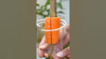 🌿Grow Guava Tree Faster with These Simple Tips! #guava #fruittree