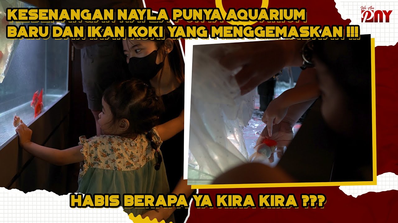 HAPPY BANGET AKHIRNYA NAYLA PUNYA IKAN KOKI