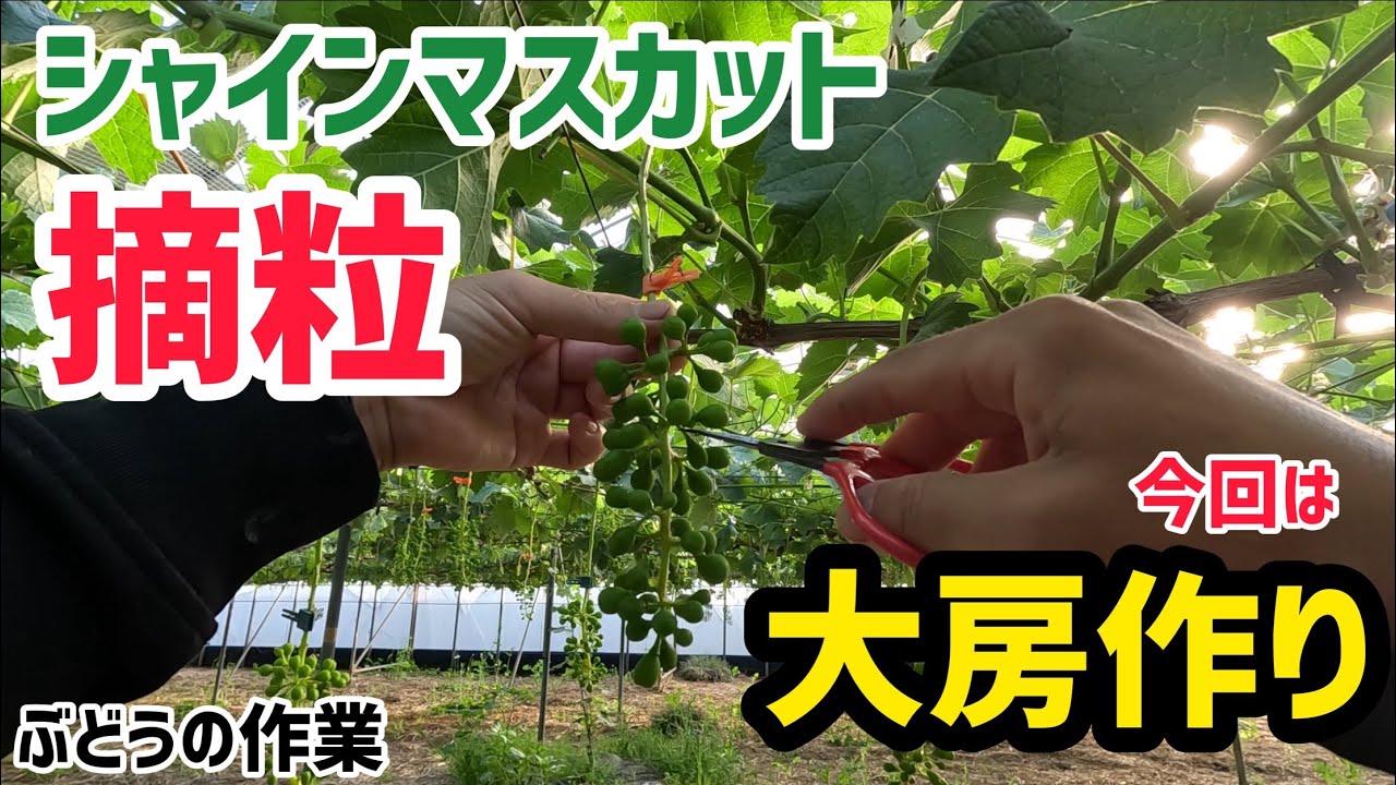 「ぶどうの作業」シャインマスカットの摘粒作業！今回は大房作り編！