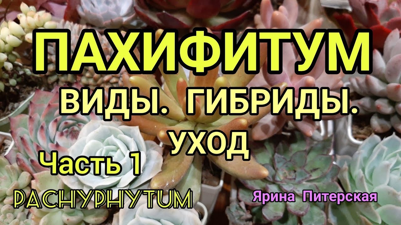 Пахифитум. Виды. Гибриды. Уход.