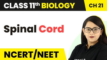 Spinal Cord - Neural Control and Coordination | Class 11 Biology NEET/CBSE