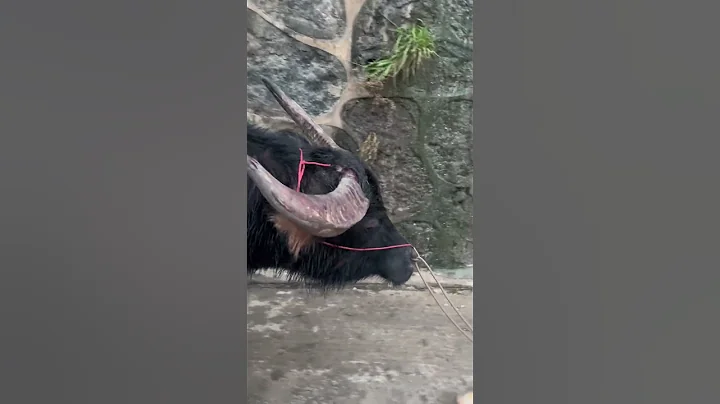 49  虽败犹荣，牛角都破了，#牛脾气来了挡都挡不住 - 天天要闻