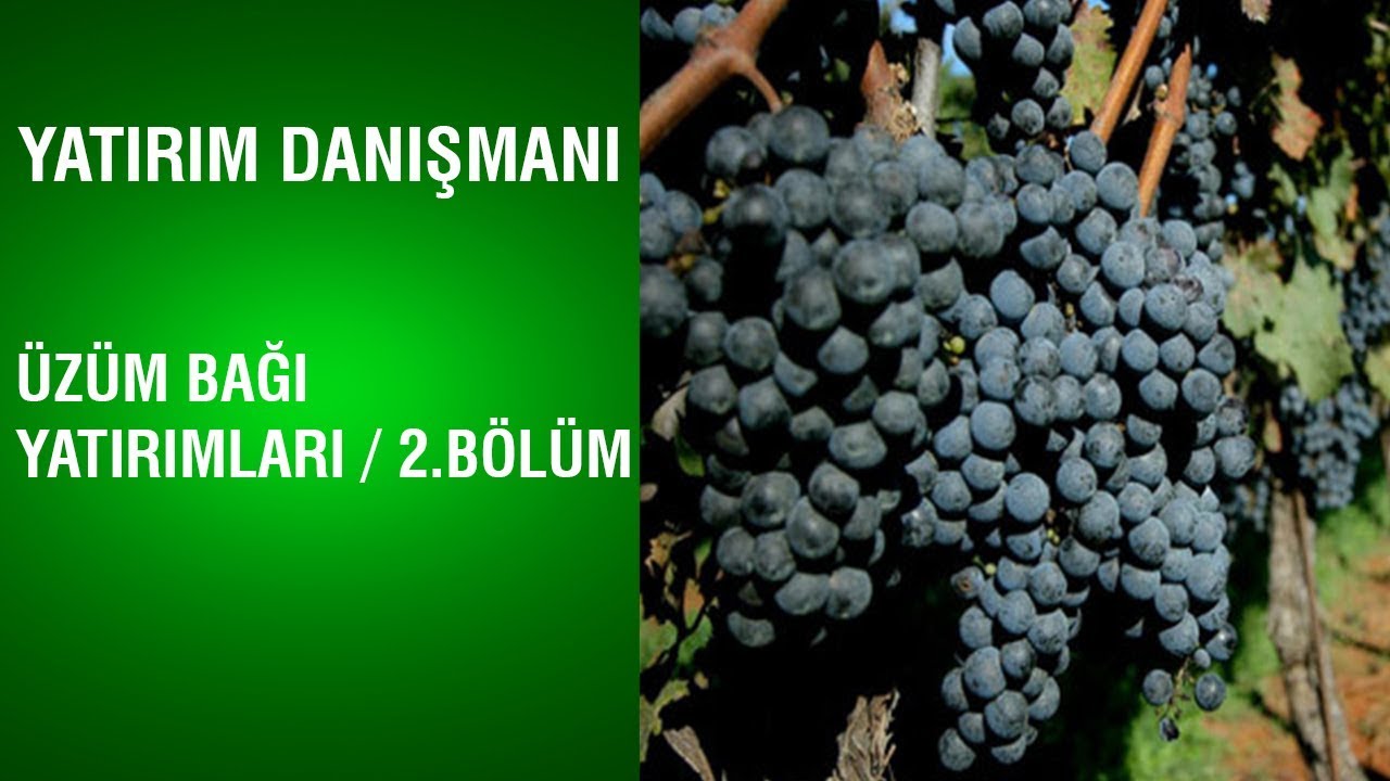 Yatırım Danışmanı | Üzüm Bağı Yatırımları | 2.Bölüm