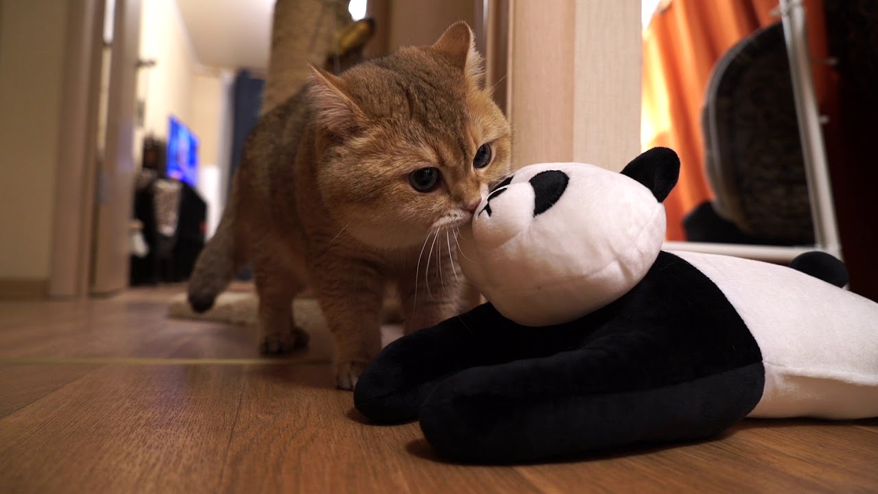 funny cats sleeping in weird positions compilation 2014 funnyplox Let more happy days be in your life in the New Year!