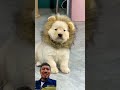 the cutes lion ever #puppy #shorts