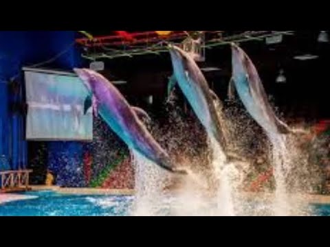Dubai Dolphinarium Dolphin Show ഡോൾഫിൻ ഷോ 🐬🐬Don't Miss This show in Dubai #dubai #india #kerala #uae