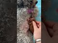 幸せを運ぶ子犬 #KoreaPuppies #JapanDogs