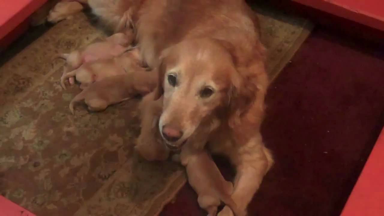 Why do you Give your Puppy a Series of Shots? - YouTube