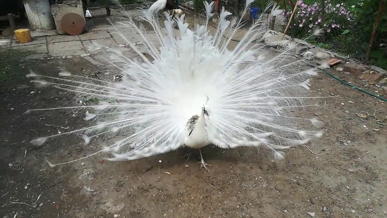 Peacock opal silver pied - YouTube