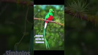SÍMBOLOS PATRIOS DE #GUATEMALA SÍMBOLOS PATRIOS DE #GUATEMALA