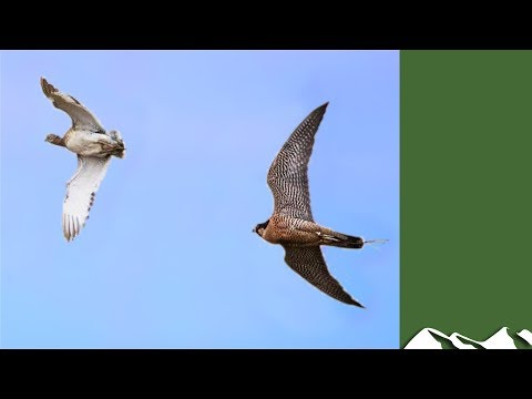 Houbara Bustard Hunting With Falcons Youtube