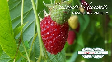 EMCO CAL - Cascade Harvest Raspberry Variety - English Subtitle