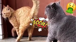 Small Fart - Funniest Pets Farting Reaction Videos Compilation Super Cat And Dog