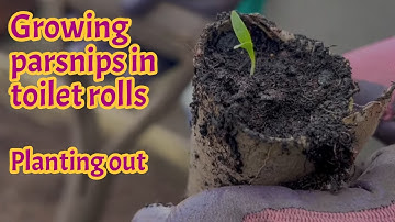 Growing parsnips in toilet (loo) rolls - Grow your own food - Allotment gardening UK.
