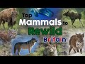 Top Mammals to Rewild Britain 👉 Rewilding Britain  👉 Reintroductions