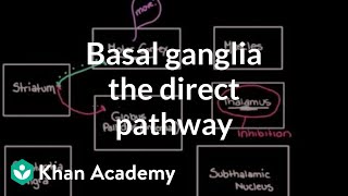 The basal ganglia - The direct pathway | Nervous system diseases | NCLEX-RN | Khan Academy