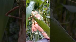 Giant Malaysian Katydid 🌿 The GIANT Insect!