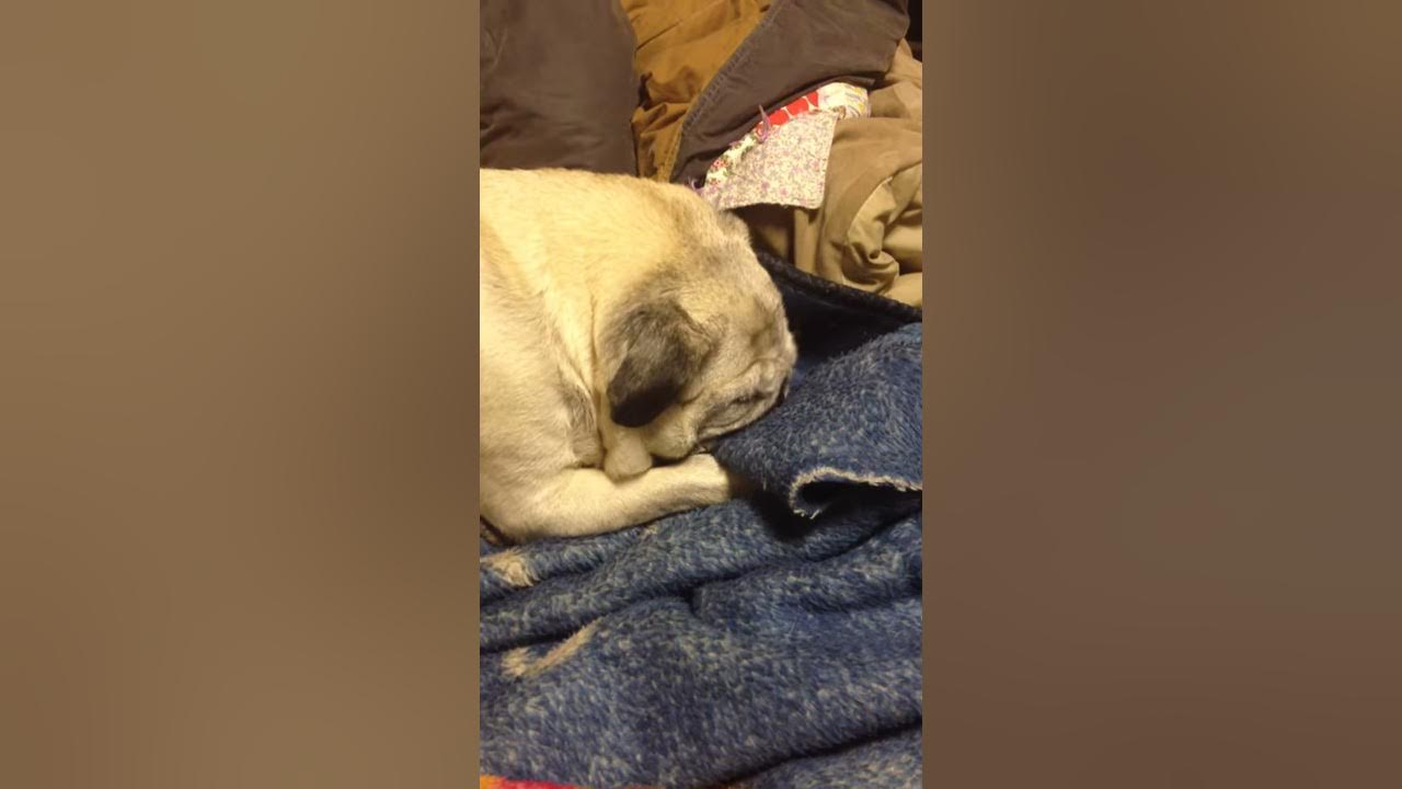 Pug nursing on blanket - YouTube