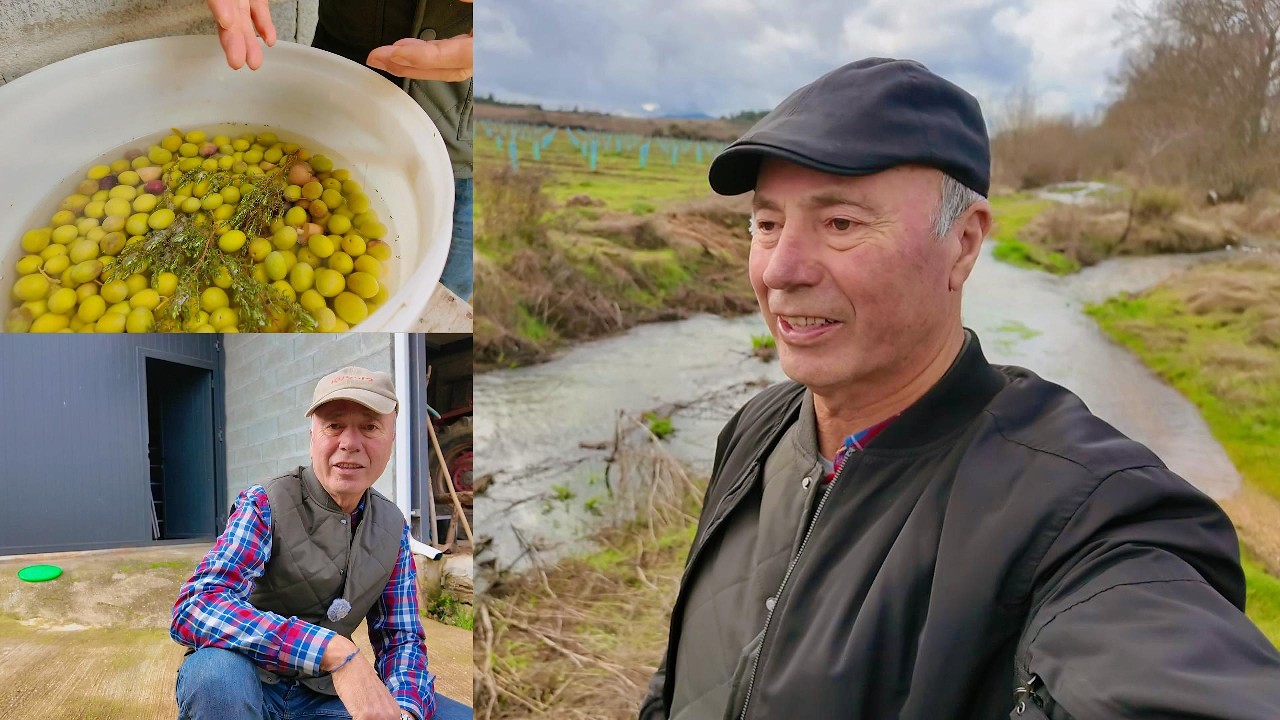 CAMPOS ALAGADOS, COMO ESTÃO AS AZEITONAS CURTIDAS