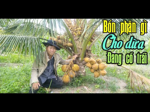 Video: PhânBón Cho Cây Dừa - Khi Nào Và Cách Bón Phân Cho Cây Dừa