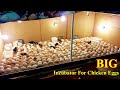 Incubator for Chicken Eggs || Hatching Chicken Eggs || Baby Chicks Hatching at Home || Egg Incubator