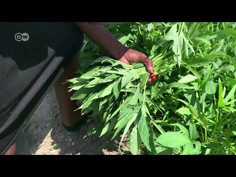 Video: Risk Fiskars: Huduma Za Reki Nyepesi Ya Bustani Kwa Majani Ya Kuvuna, Sifa Za Modeli Mango