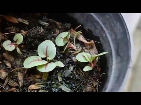 Video: Growing Sorrel In Pots: Pelajari Tentang Perawatan Sorrel Tumbuh Wadah