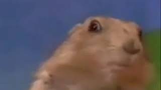 Original The Dramatic Chipmunk Original   YouTube Profile