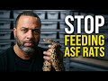 Stop Feeding Your Snakes ASF Rats!