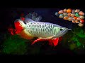 arowana fish | Hobby Aquarium | fish lovers