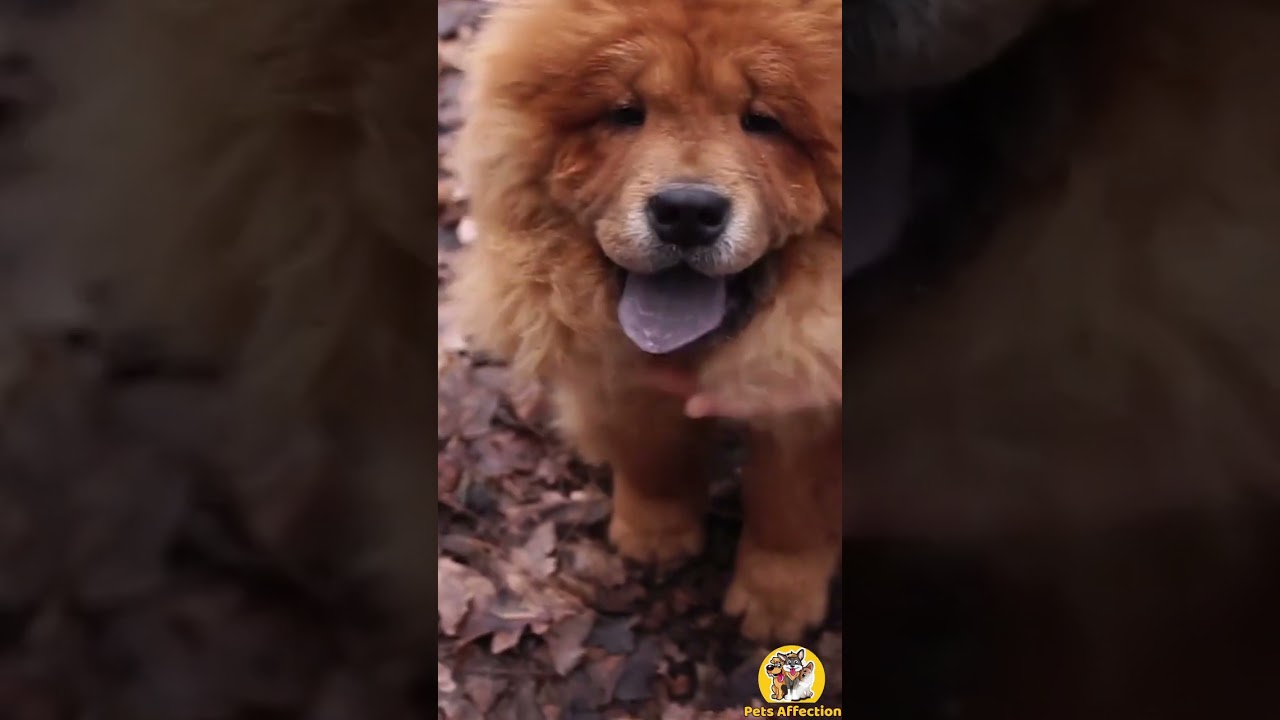 TOP 10 MOST EXPENSIVE DOG BREEDS 