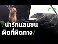 ตะลอนข่าวขำขำ : เหล่าบรรดาสัตว์ที่อยู่ผิดที่ผิดทาง | 08-03-64 | ตะลอนข่าว