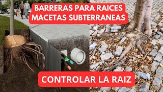 COMO CONTROLAR LA RAIZ DE LOS ARBOLES Y TE MUESTRO MI MACETA SUBTERRANEA