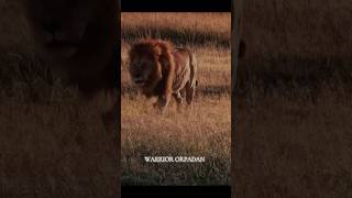 The Majestic King Warrior Orpadanshorts