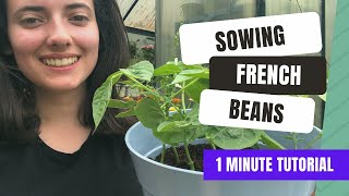 Growing Dwarf French Beans From Seed 1 Minute Tutorial