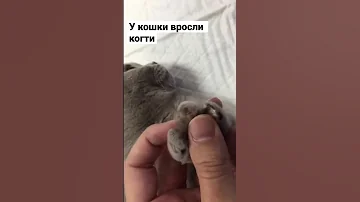 Зачем стричь когти кошкам