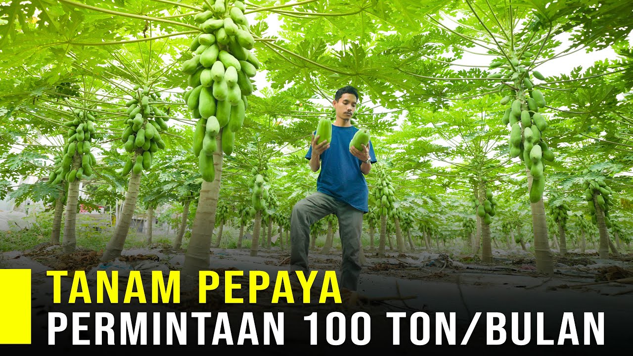 Saking Banyak Permintaan Pepaya California Petani Muda Berusaha Keras Memenuhi Kebutuhan Supermarket