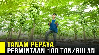 Saking Banyak Permintaan Pepaya California Petani Muda Berusaha Keras Memenuhi Kebutuhan Supermarket