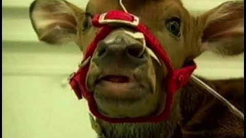 Video 2  Unit 1 Cloning Endangered Species