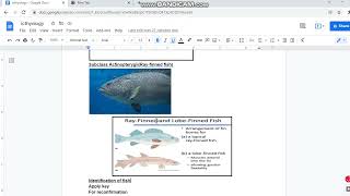 Classification a nd identification of fish