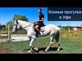 Конные прогулки | Лошади | Уфа | Природа | Башкортостан | 4К